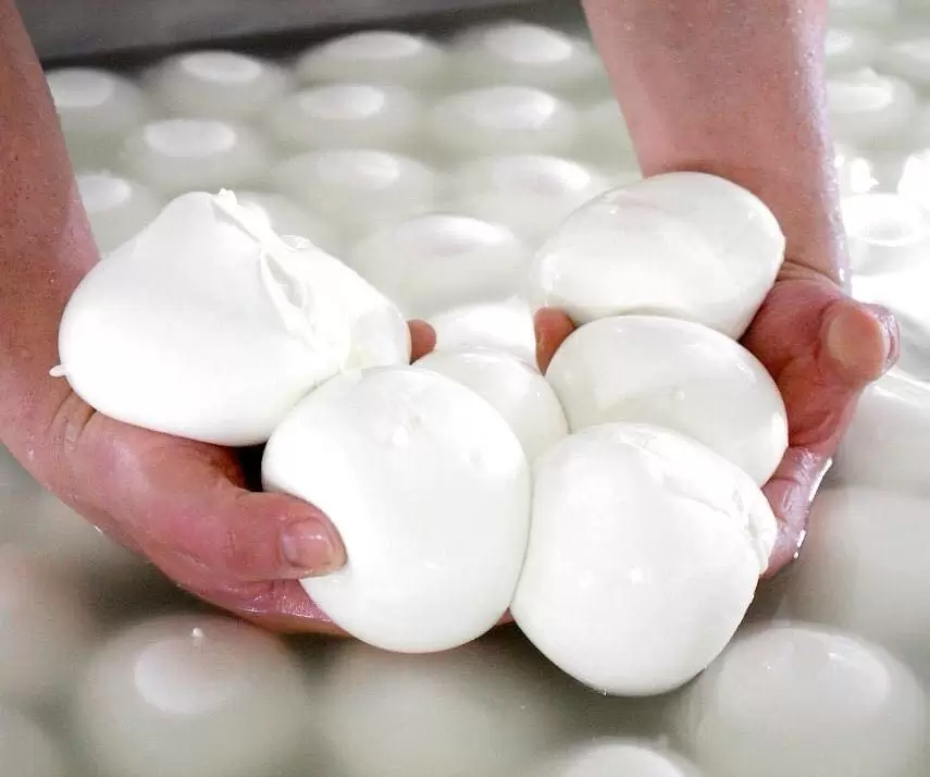 caserta mozzarella bufala