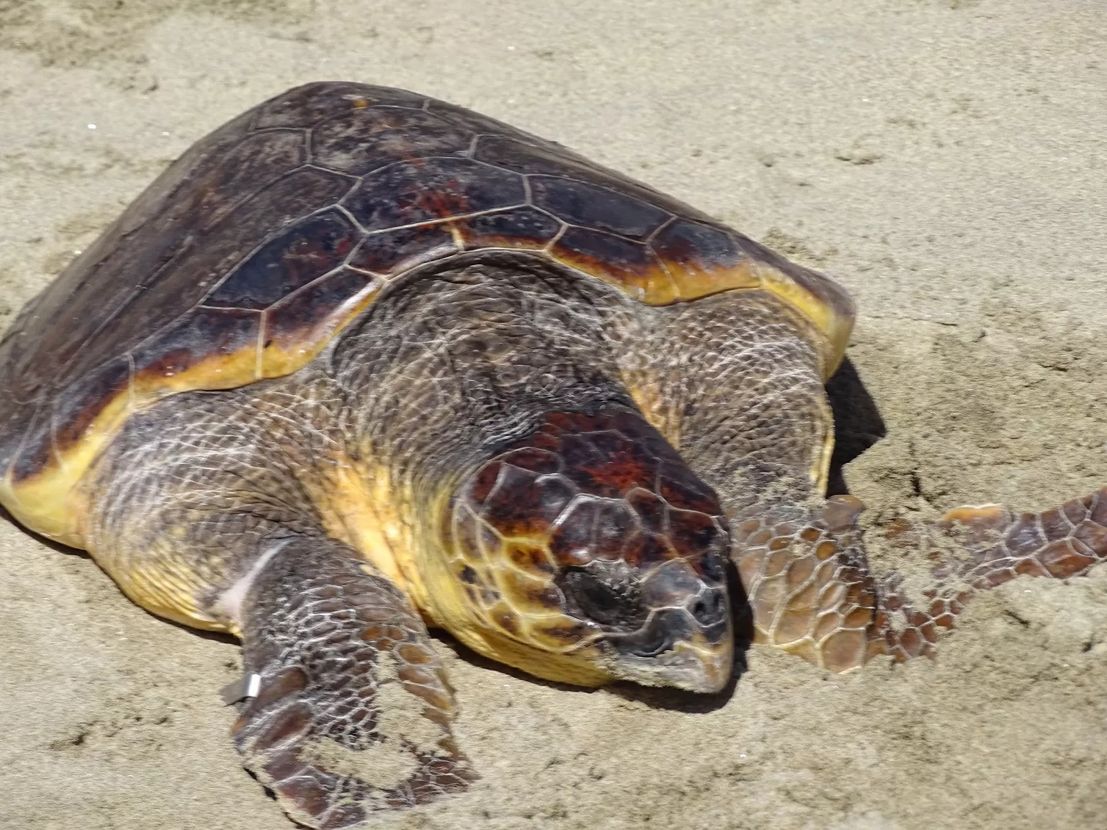strage tartarughe caretta