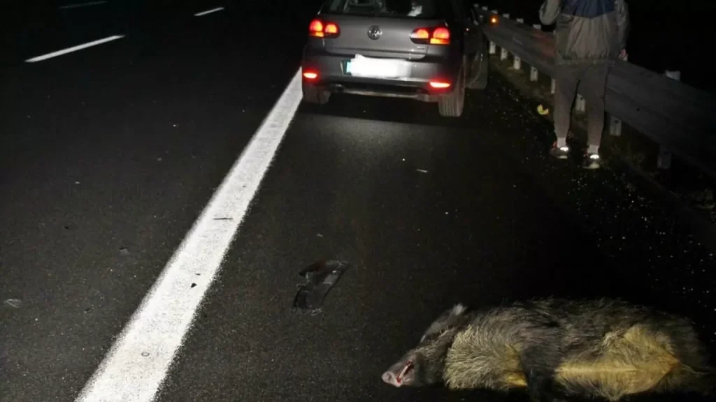 investono cinghiale morto