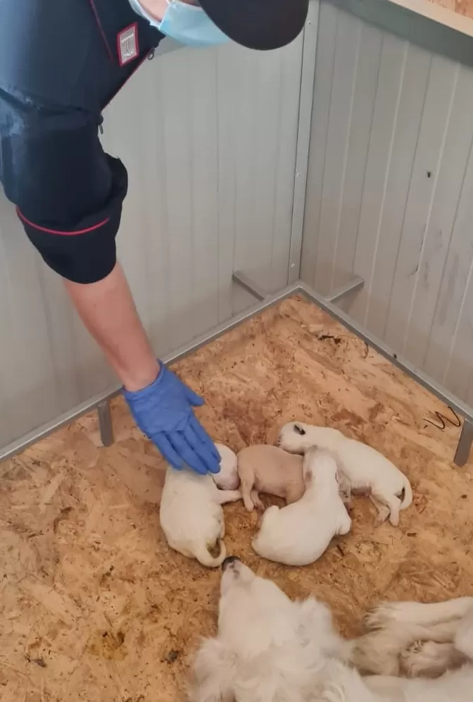 Benevento cuccioli abbandonati