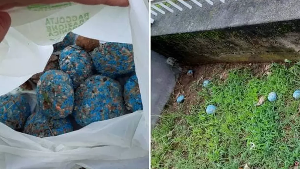 dragoni cani polpette