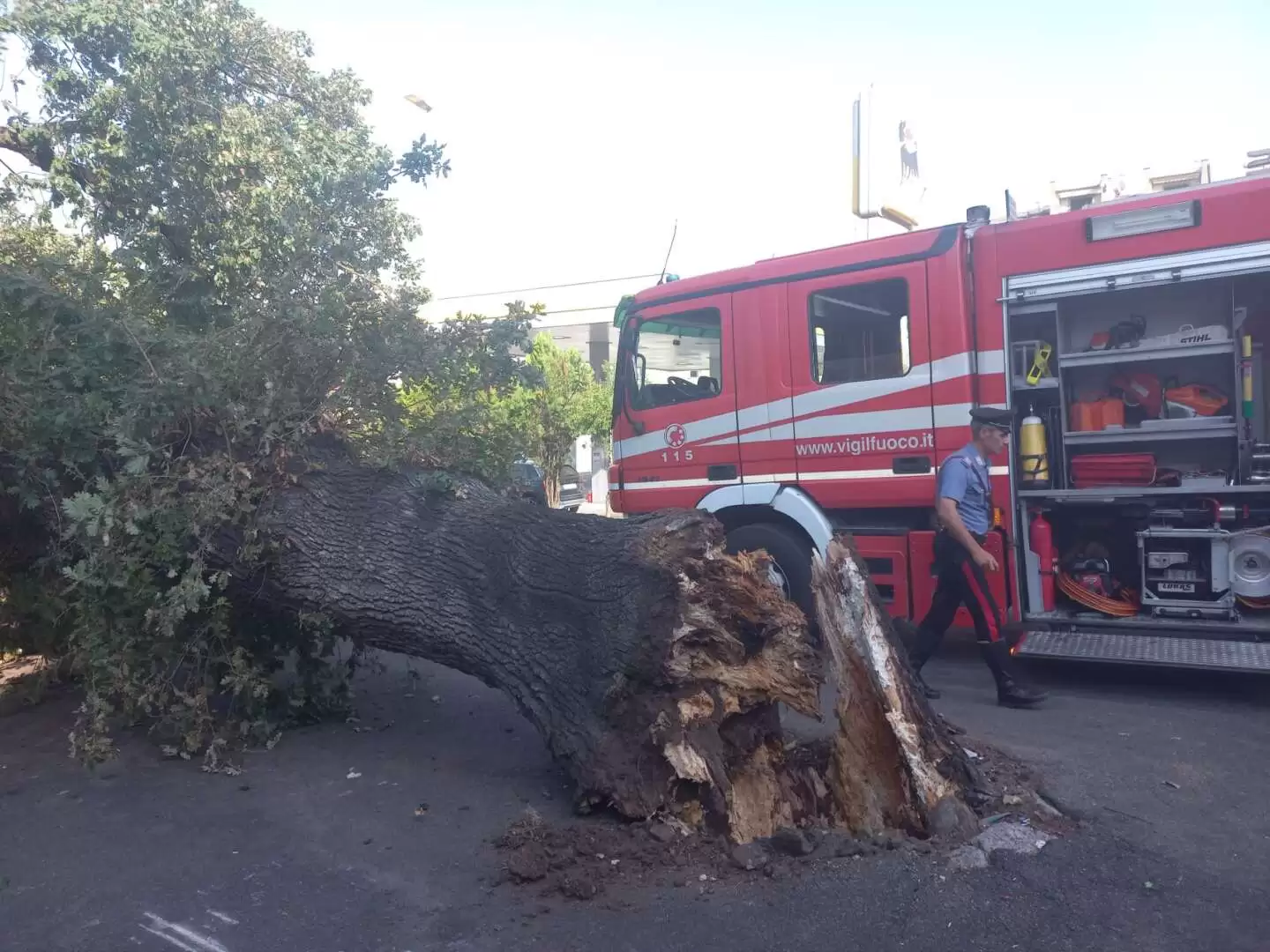 benevento crolla albero