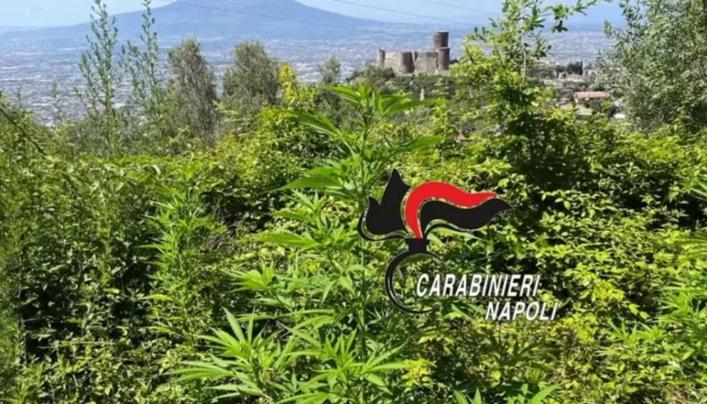 monti lattari piante cannabis