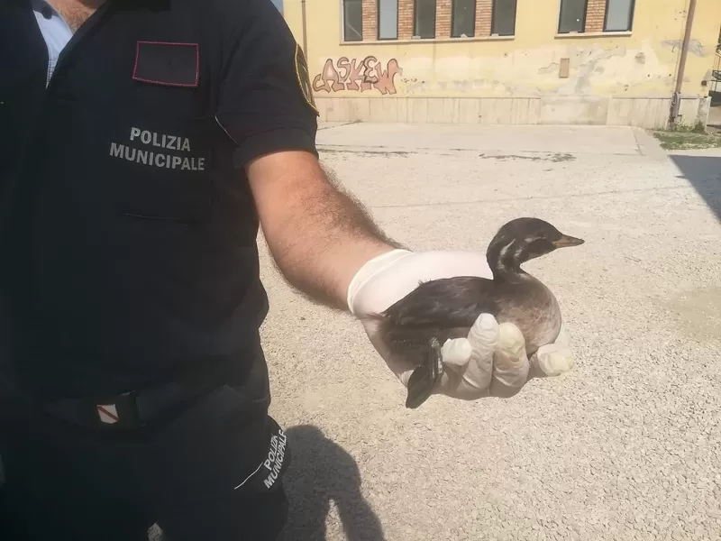 montesarchio-airone-cenerino-salvato-polizia