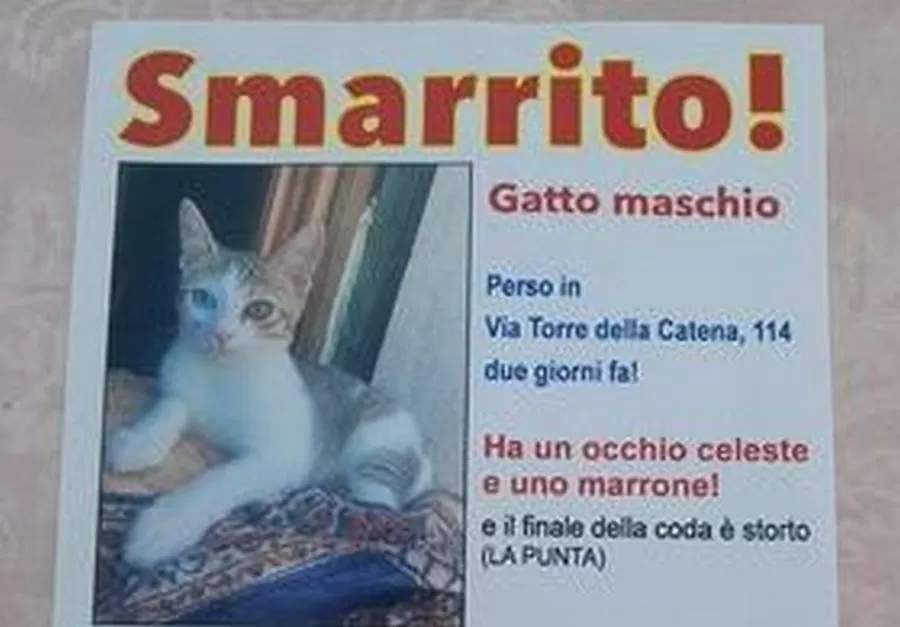 benevento-ricompensa-gatto-smarrito-mille-euro