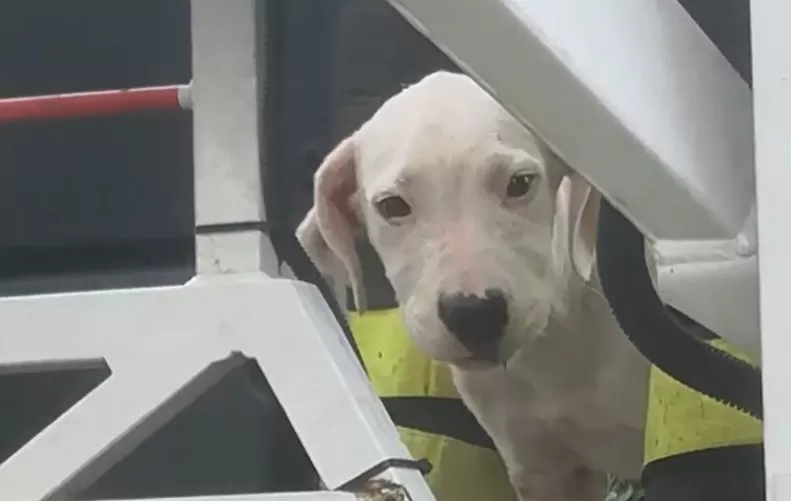 capua-cane-salvato-vigili-fuoco