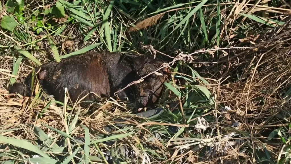 grazzanise vitellini uccisi canale