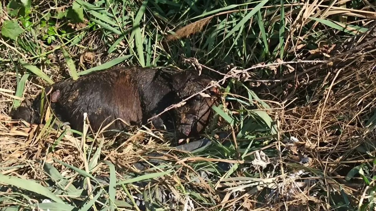 grazzanise vitellini uccisi canale
