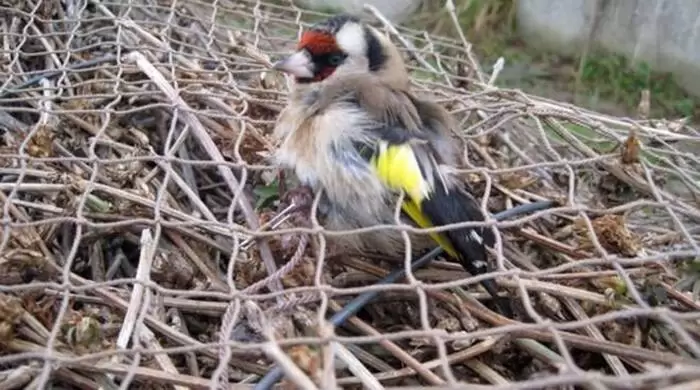 benevento-bracconieri-denunciato-cardellini