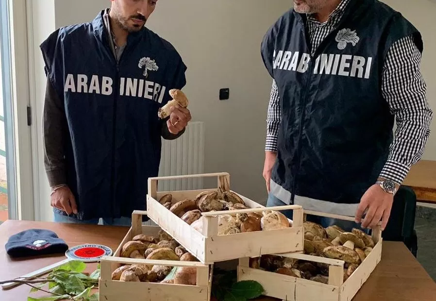 venditore-funghi-denunciato-maddaloni