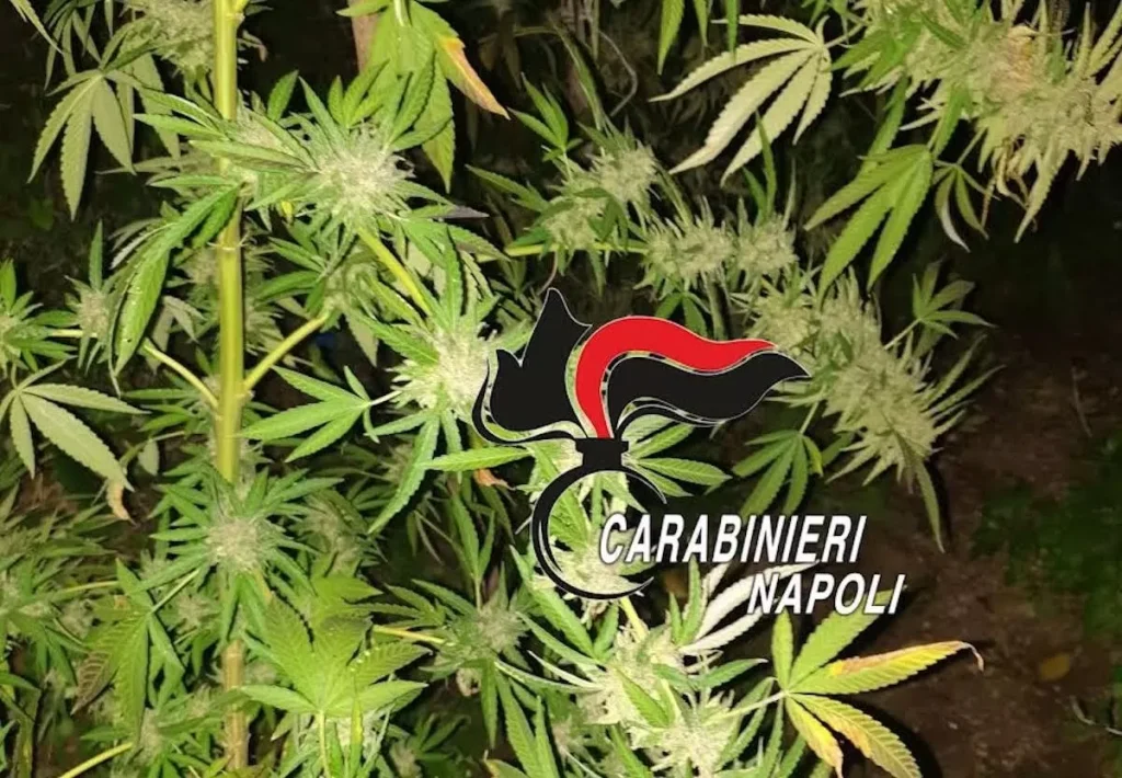 lettere-trovata-piantagione-cannabis