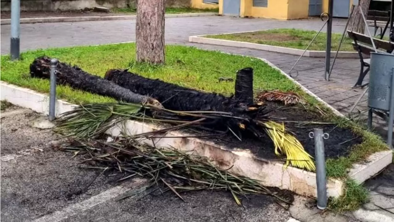 macerata campania albero fiamme