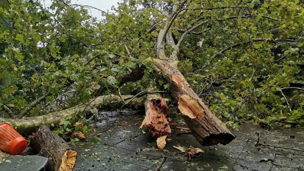colpito albero casalbuono