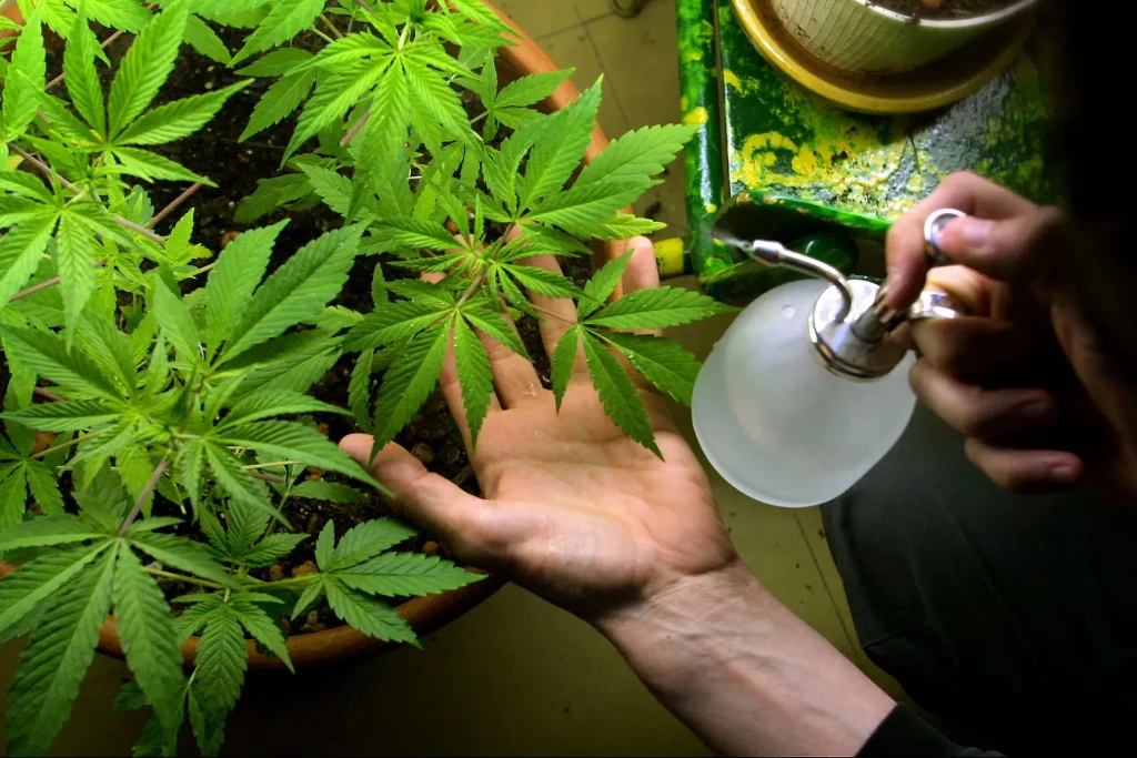 avellino piantagione marijuana