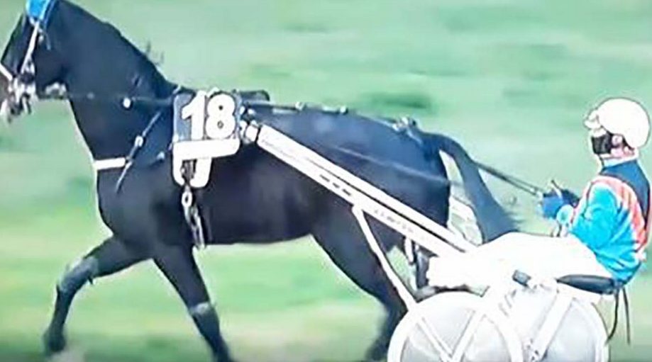 agnano cavallo morto corsa