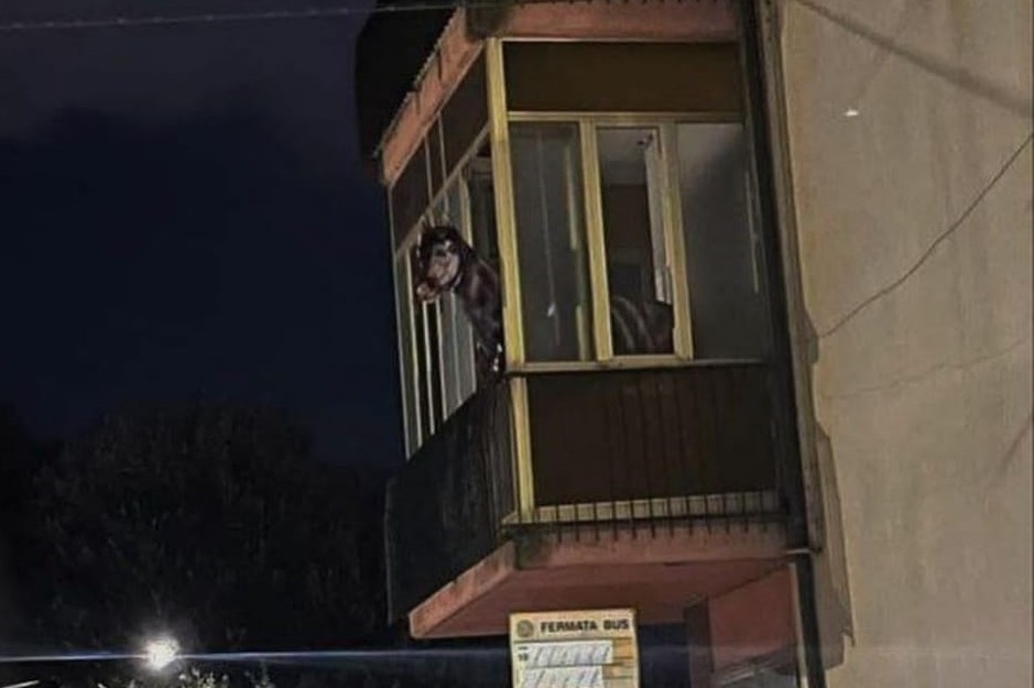cavallo veranda avellino