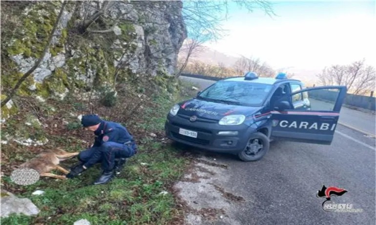 cusamo mutri lupo ucciso fucile