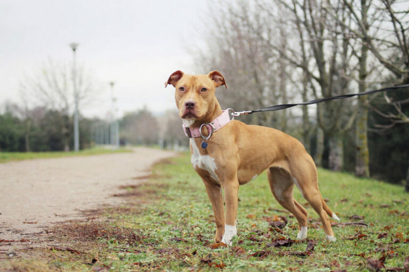 lauro pitbull azzanna padrone