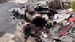 napoli cadavere pony rifiuti