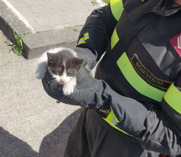 benevento-gatto-salvato-vigili-fuoco-piazza-risorgimento