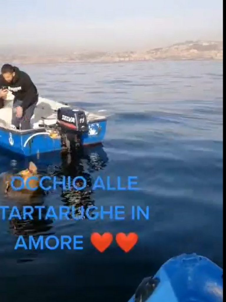 tartarughe abbracciate avvistamento mare portici
