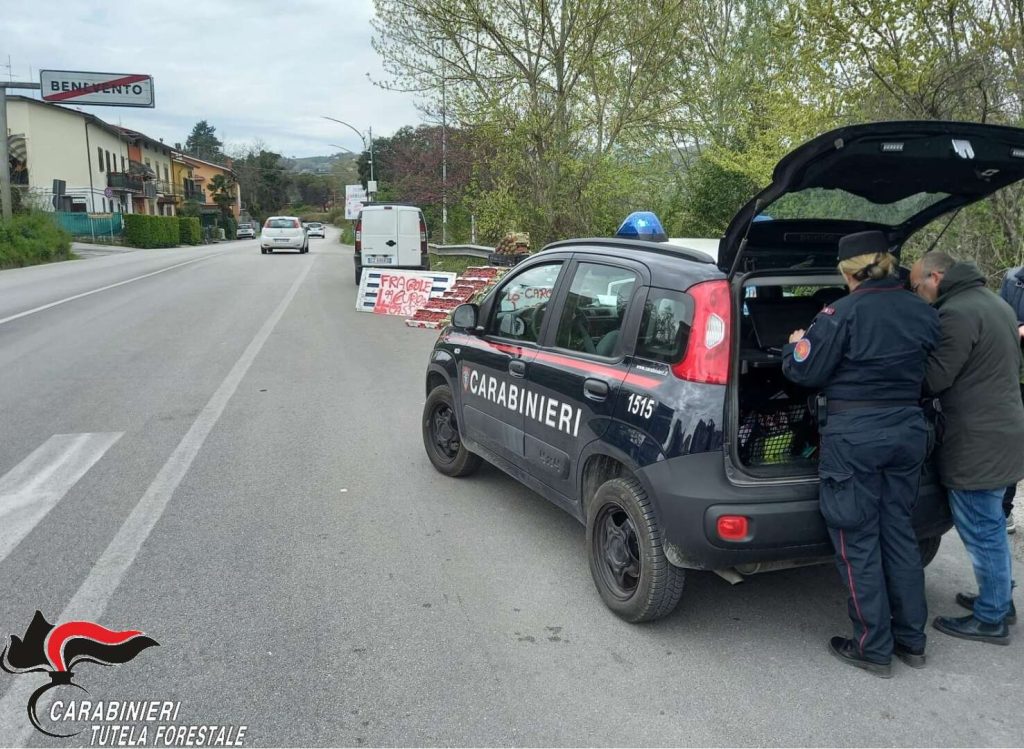 benevento sequestro alimenti privi tracciabilità