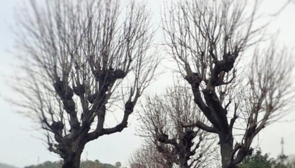 Castellammare-di-Stabia-Wwf-salvaguardia-ippocastani