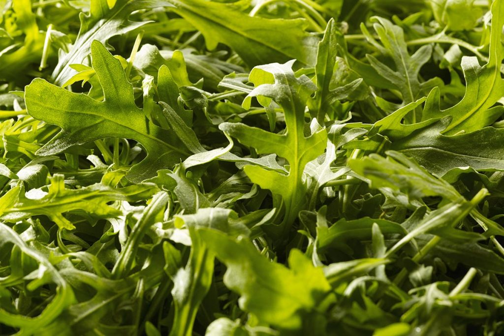 piana-sele-rucola-farmaco-cuore