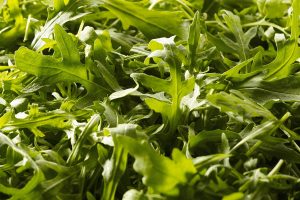 piana-sele-rucola-farmaco-cuore