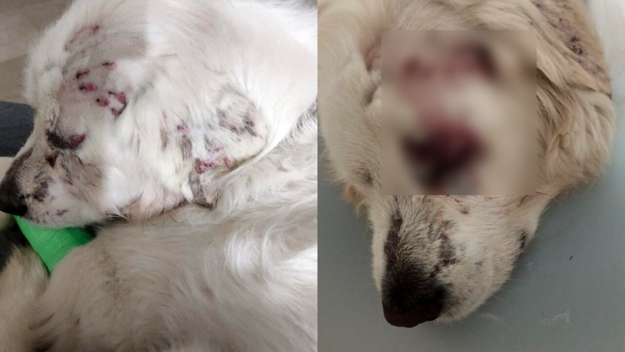 cellole cane sparato testa