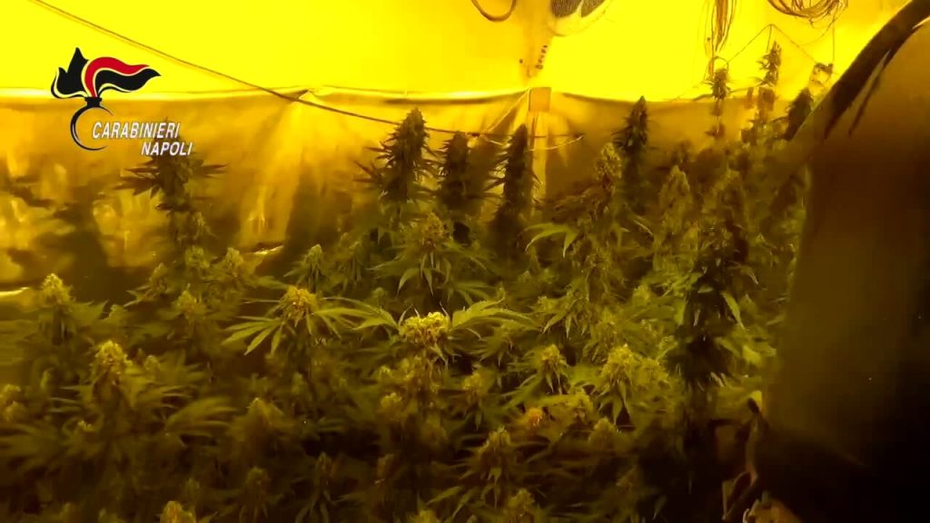 Smantellate piantagioni cannabis Lioni
