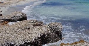 pollica-impianto-energia-posidonia-spiaggiata