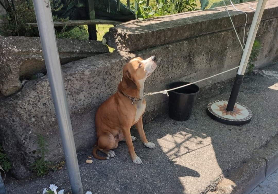 cane abbandonato Boscoreale salvato