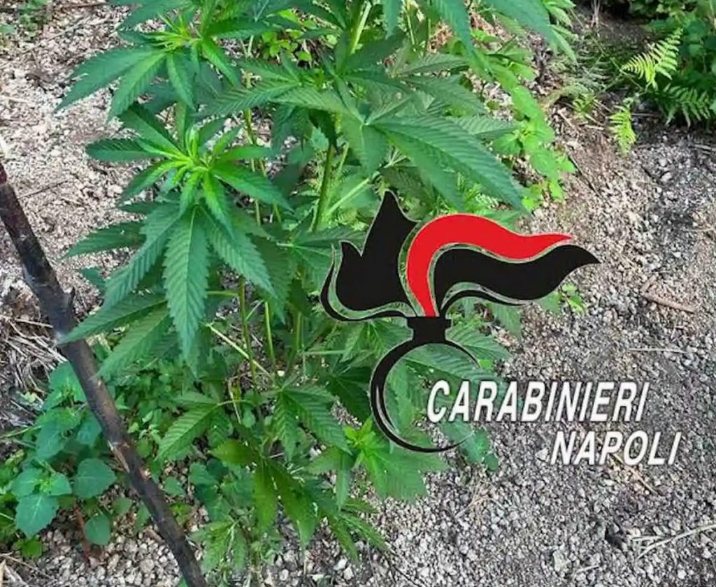 pimonte piante cannabis 23 luglio