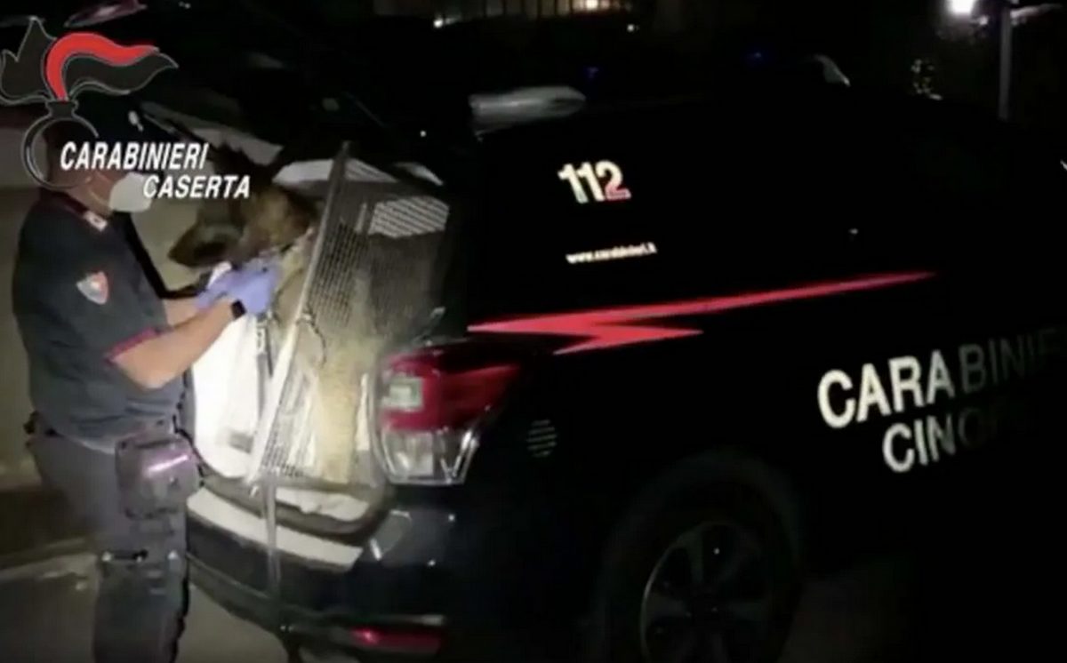 caserta sequestro reperti archeologici