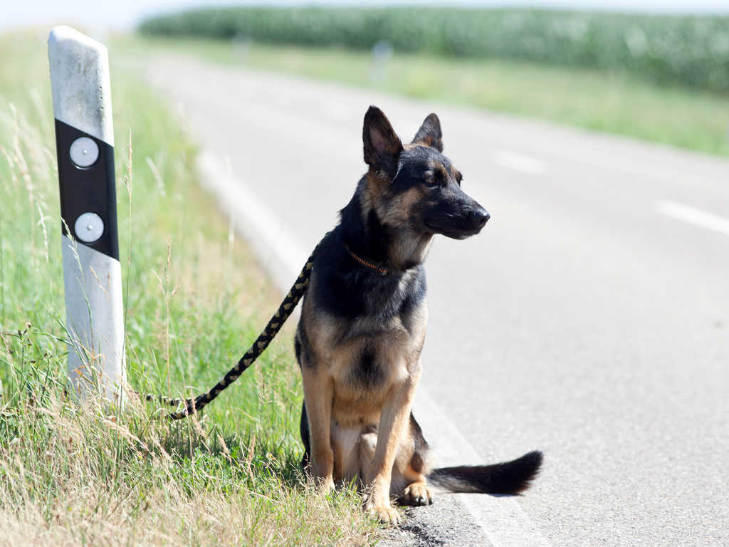 napoli-cani-gatti-abbandonati-estate-2023