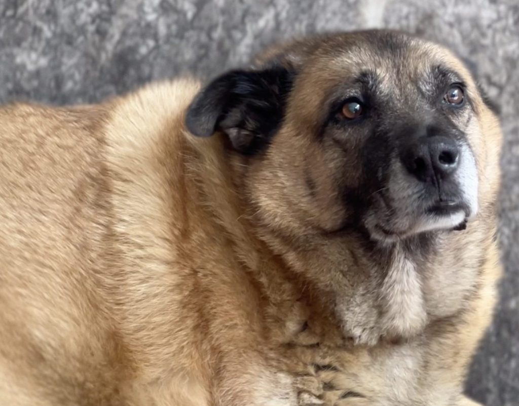 avellino-comune-cane-dieta-storia-pippo