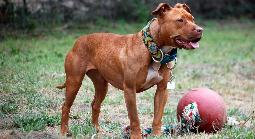 pozzuoli donna aggredita pitbull