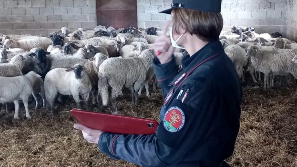Caserta sequestrato allevamento pecore abusivo