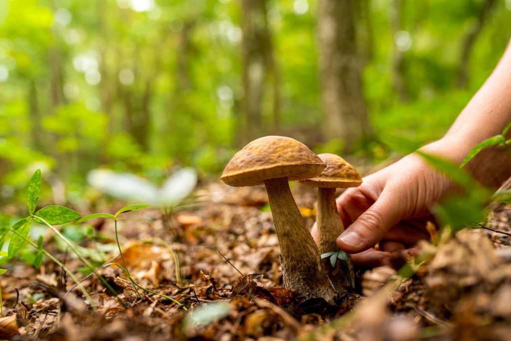camposauro-padre-figlio-cercano-funghi-perdono