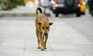 Baronissi bambina aggredita cane randagio