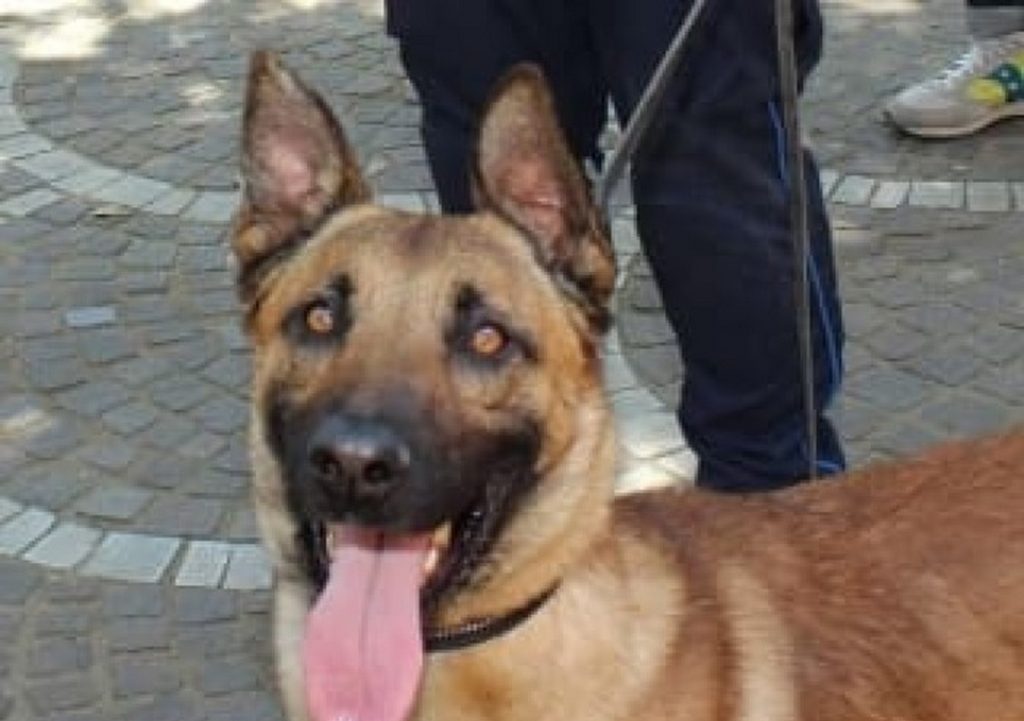 napoli-cane-spikge-droga-carcere-poggioreale-11-novembre