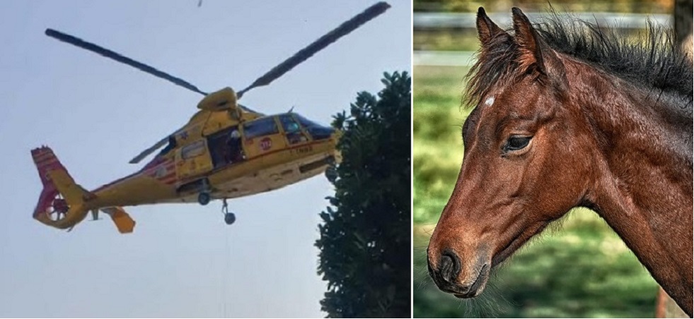 incidente cavallo varcaturo morto oggi 22 novembre