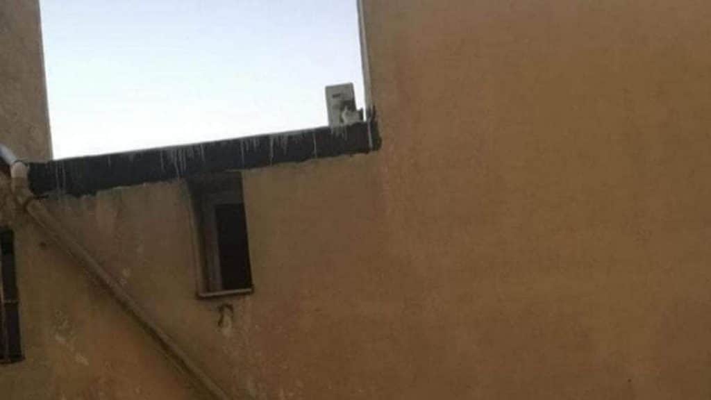 gatto-rischia-morire-freddo-pompei