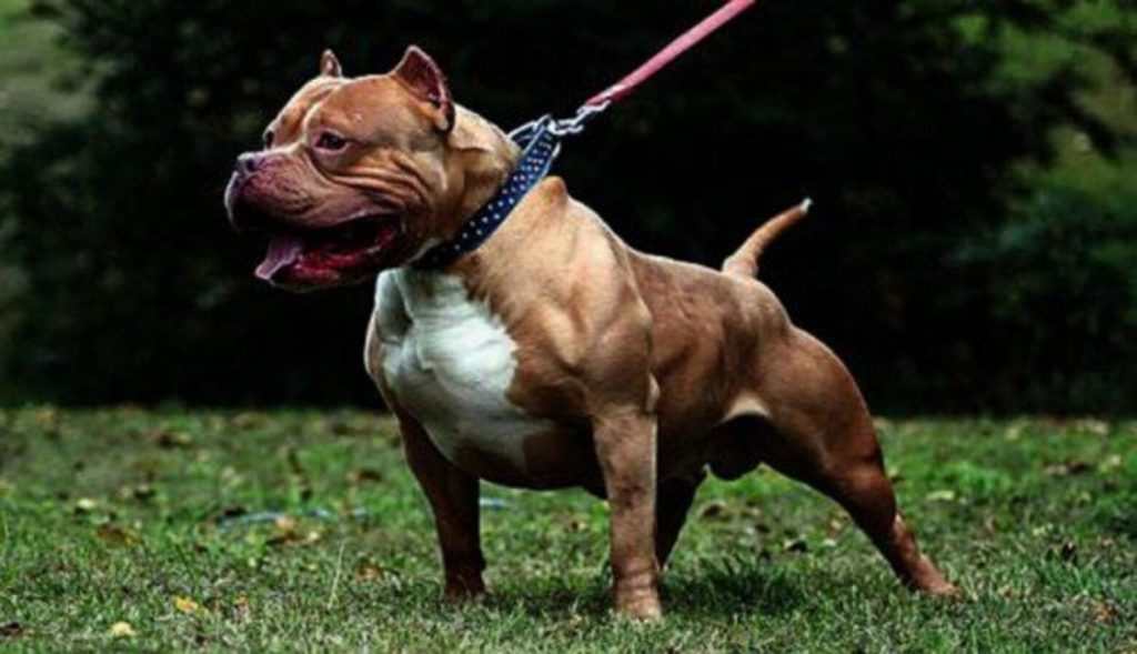San Felice Cancello lancia balcone sfuggire pitbull