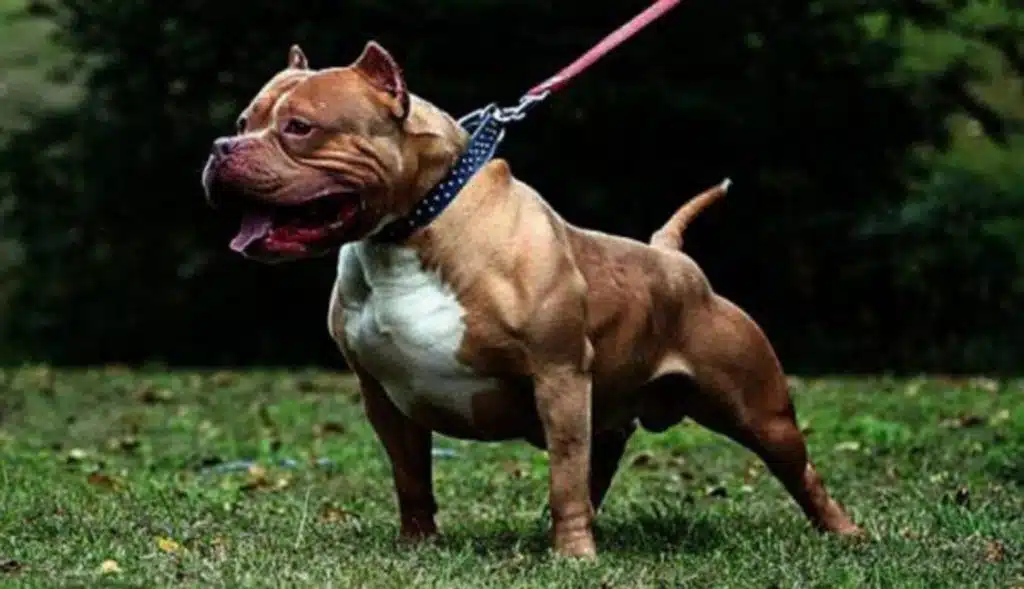 San Felice Cancello lancia balcone sfuggire pitbull