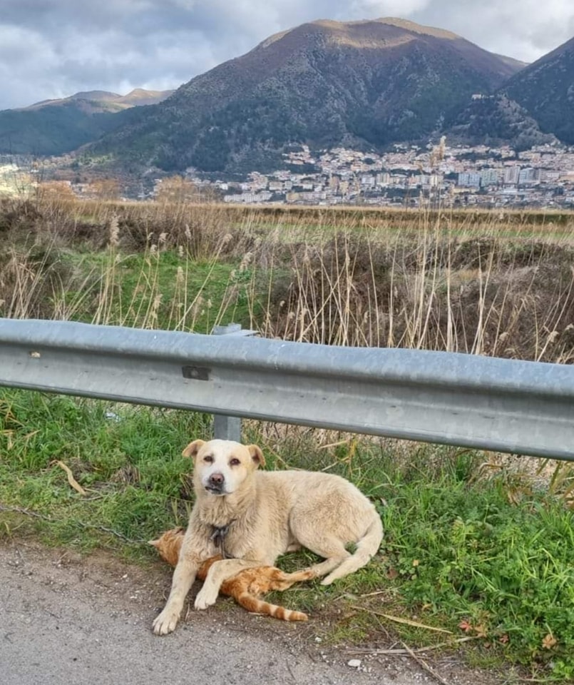 cane protegge gatto morto