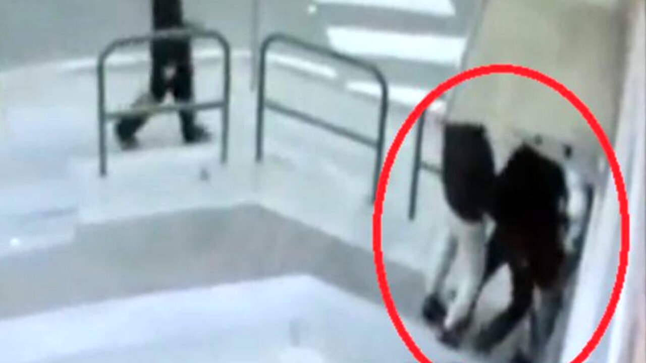 grosseto aggredito calci sigarette spente faccia