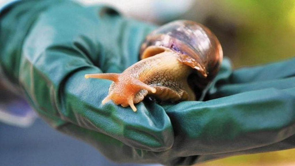 napoli sequestro lumache giganti valigia