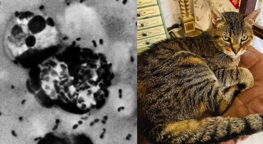 peste-bubbonica-stati-uniti-uomo-contagiato-gatto